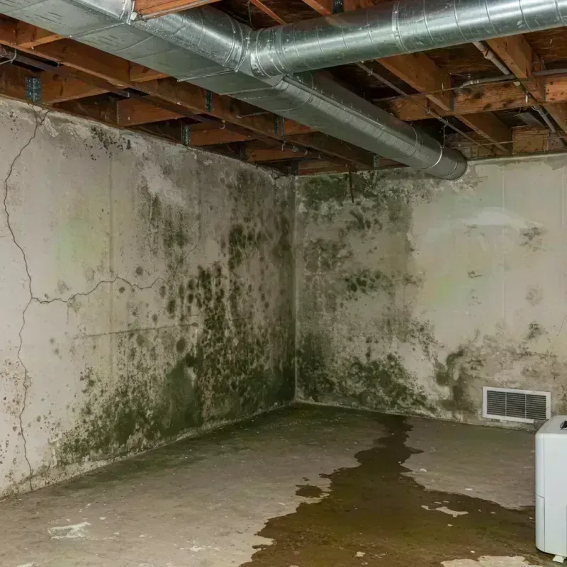 Professional Mold Removal in La Jolla, CA